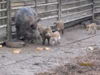 2014.03.15 - Possenlauf in Sondershausen-30